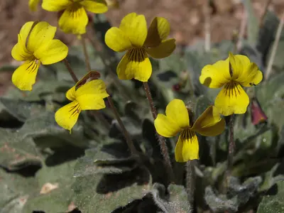 Golden violet, Viola purpurea subsp. aurea, near Gardnerville Ranchos