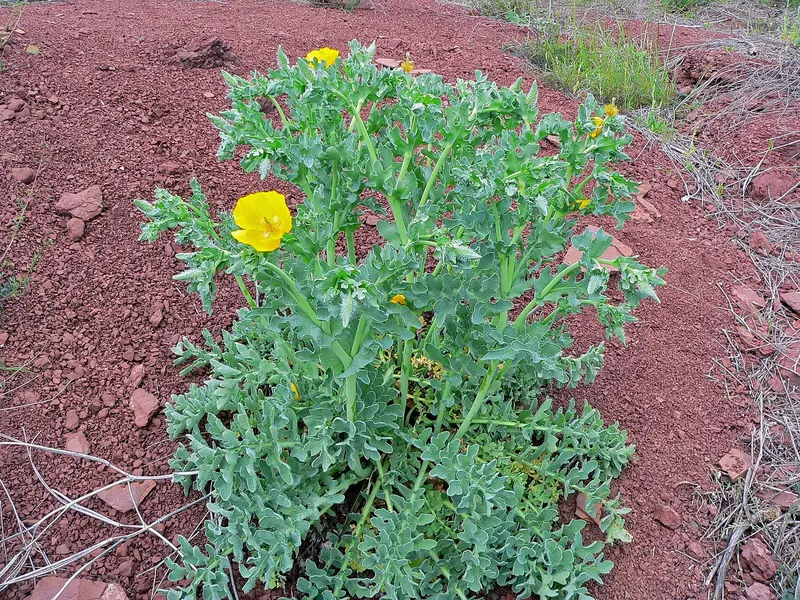 Yellow Hornpoppy (Glaucium flavum), about 0.3 km from Les Arcades