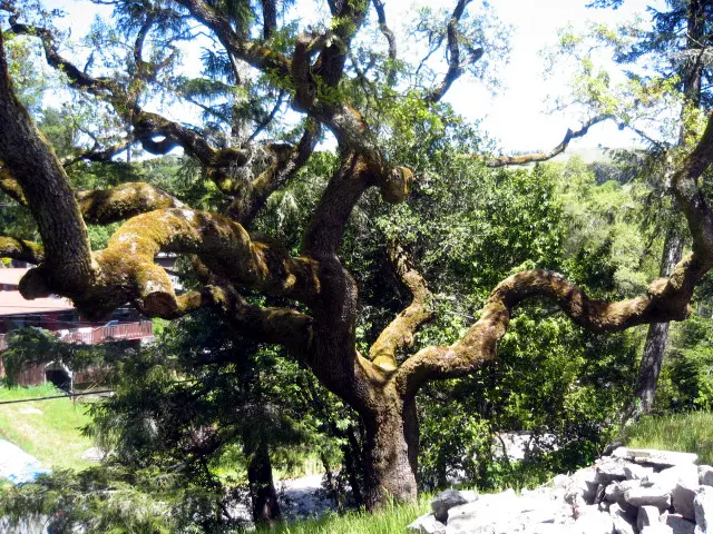 Tam Valley