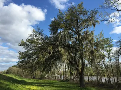17 21 47 Southern Live Oak draped with Spanish Moss along Henderson Levee Road in Saint Martin Parish,…